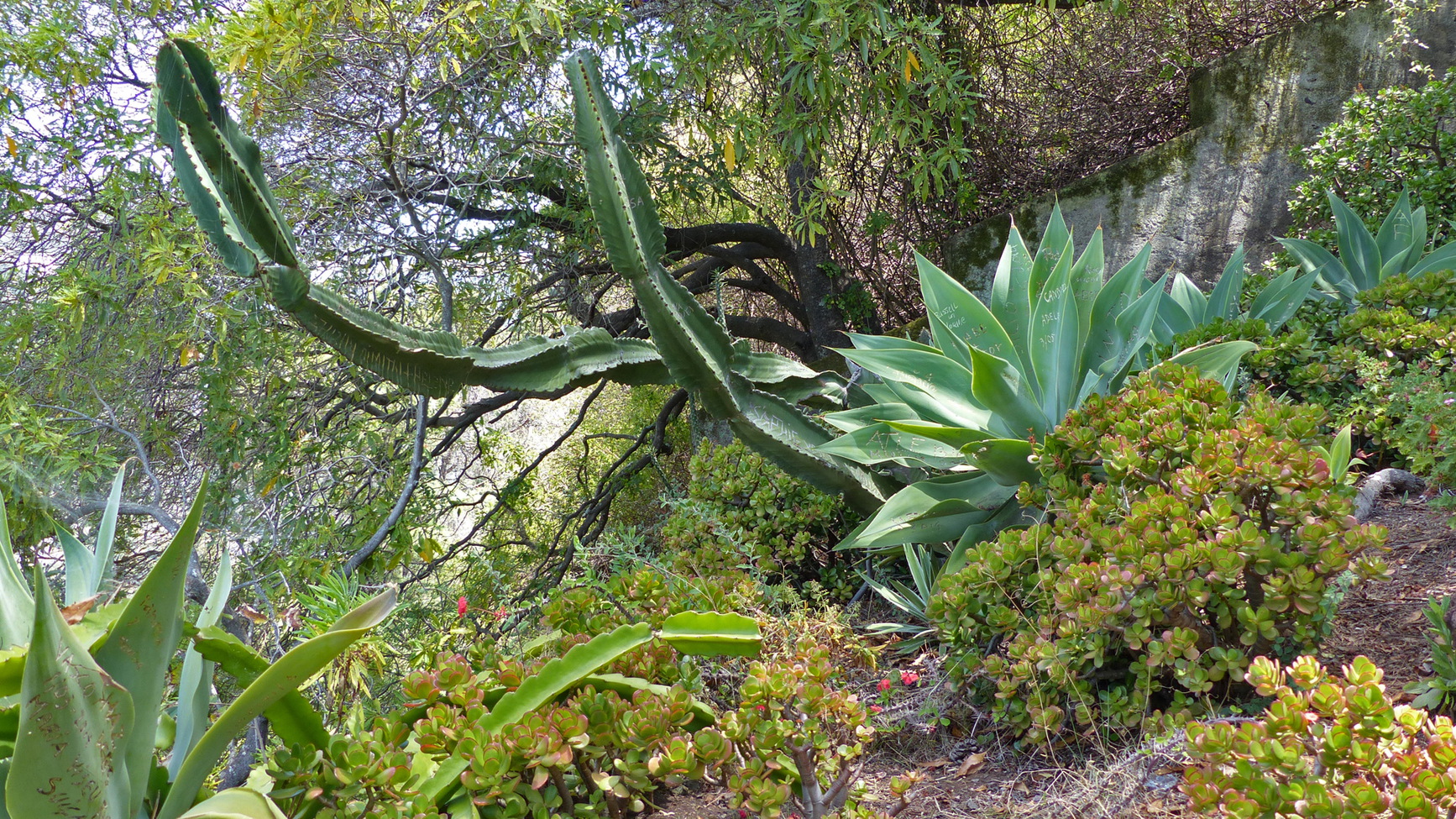 Funchal Botanischer Garten Rolf Maltas Website